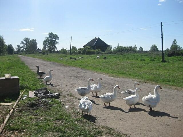 гуси.jpg
