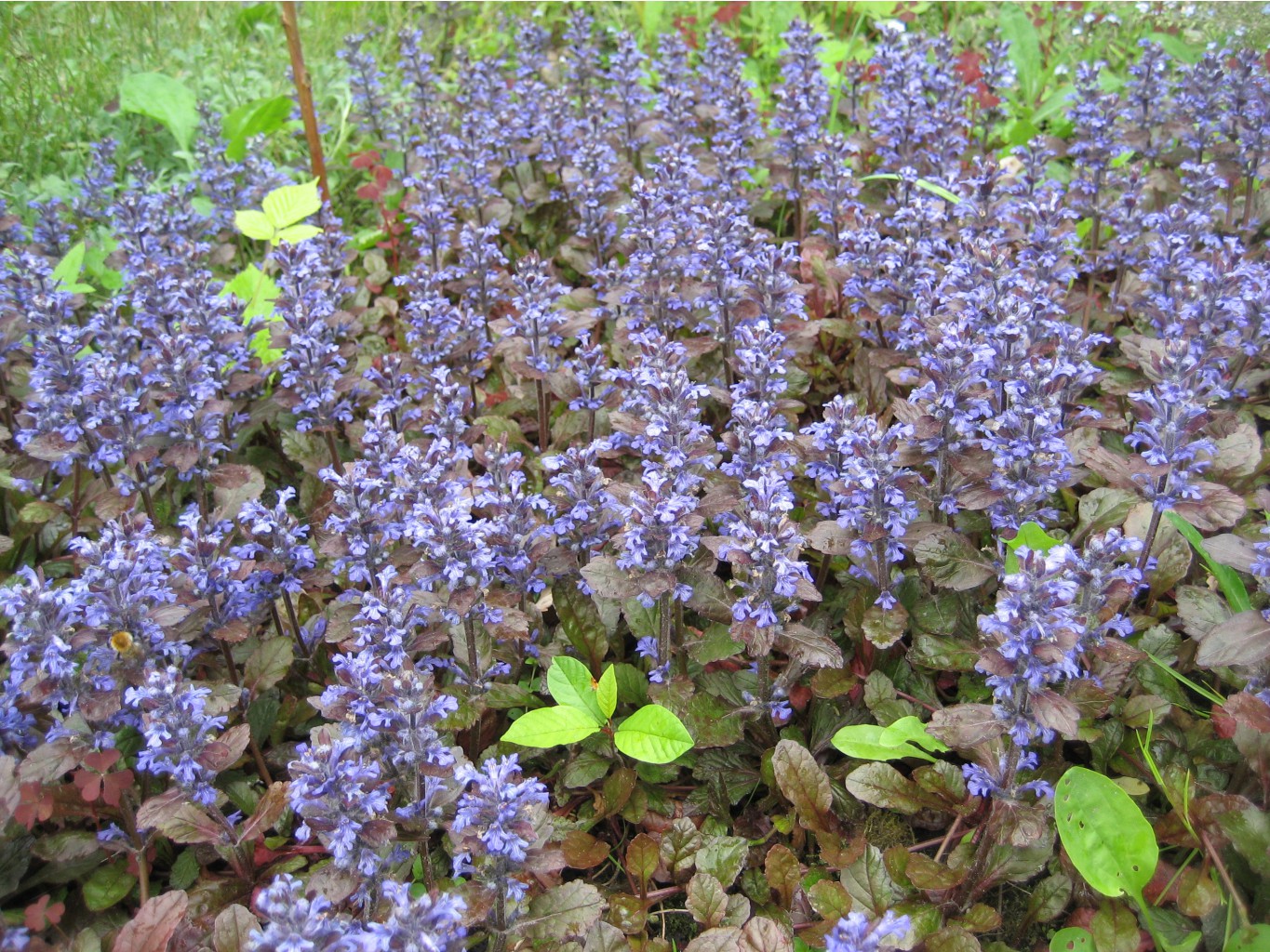    (Ajuga reptans 