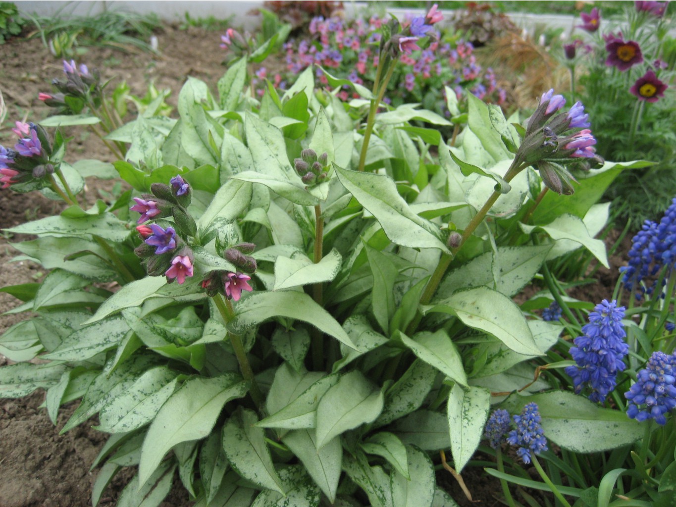   (pulmonaria Majesty)-80 .