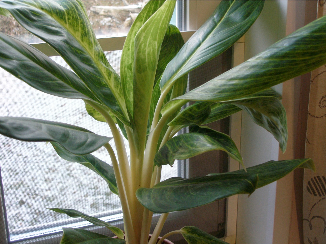 Aglaonema King of Siam+/