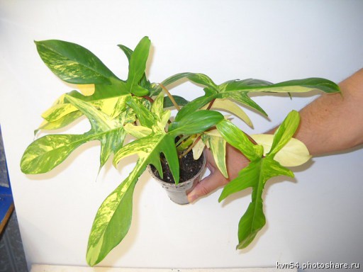   Philodendron squamiferum  Magic Mask-     ....