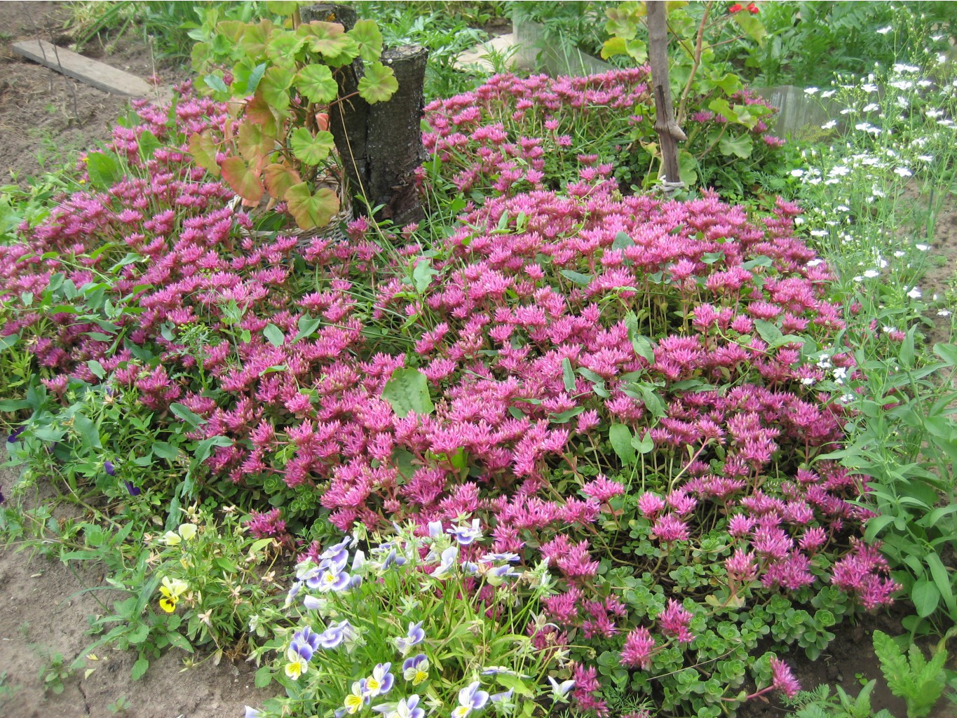   (Sedum Spurium)-30