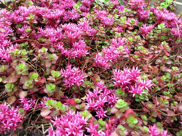   (Sedum Spurium)--40 