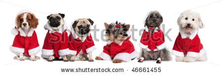 stock-photo-group-of-dogs-in-a-row-dressed-as-santa-claus-in-front-of-white-background-46661455.jpg