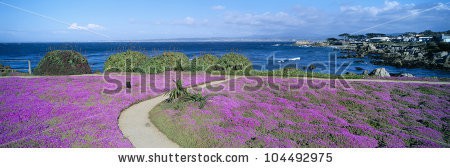 stock-photo-flower-lined-ocean-walk-at-pacific-grove-california-104492975.jpg