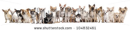 stock-photo-group-of-chihuahuas-sitting-against-white-background-104832461.jpg