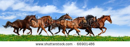 stock-photo-herd-gallops-in-green-field-66901486.jpg