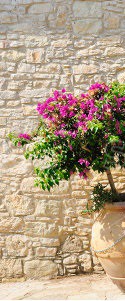 stock-photo-gate-and-flower-in-pot-on-street-in-omodos-village-cyprus-109964384.jpg