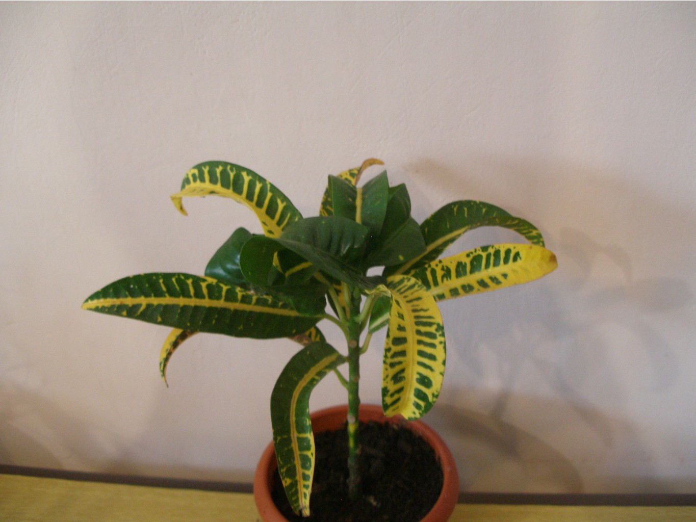 Codiaeum 'Revolution'