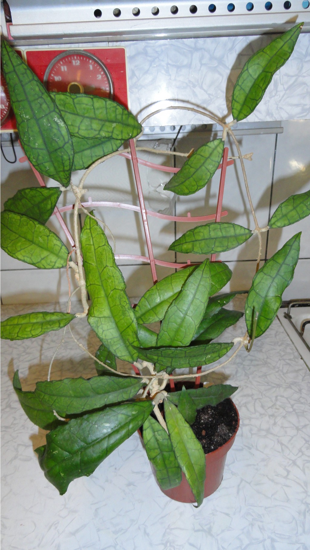 Hoya Finlaysonii long