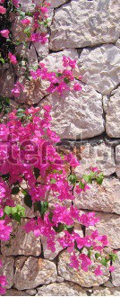 stock-photo-stone-wall-with-ivy-and-flowers-and-begonvils-5342635.jpg