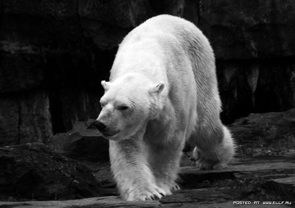 1267045653_black_white_animals-6[1].jpg