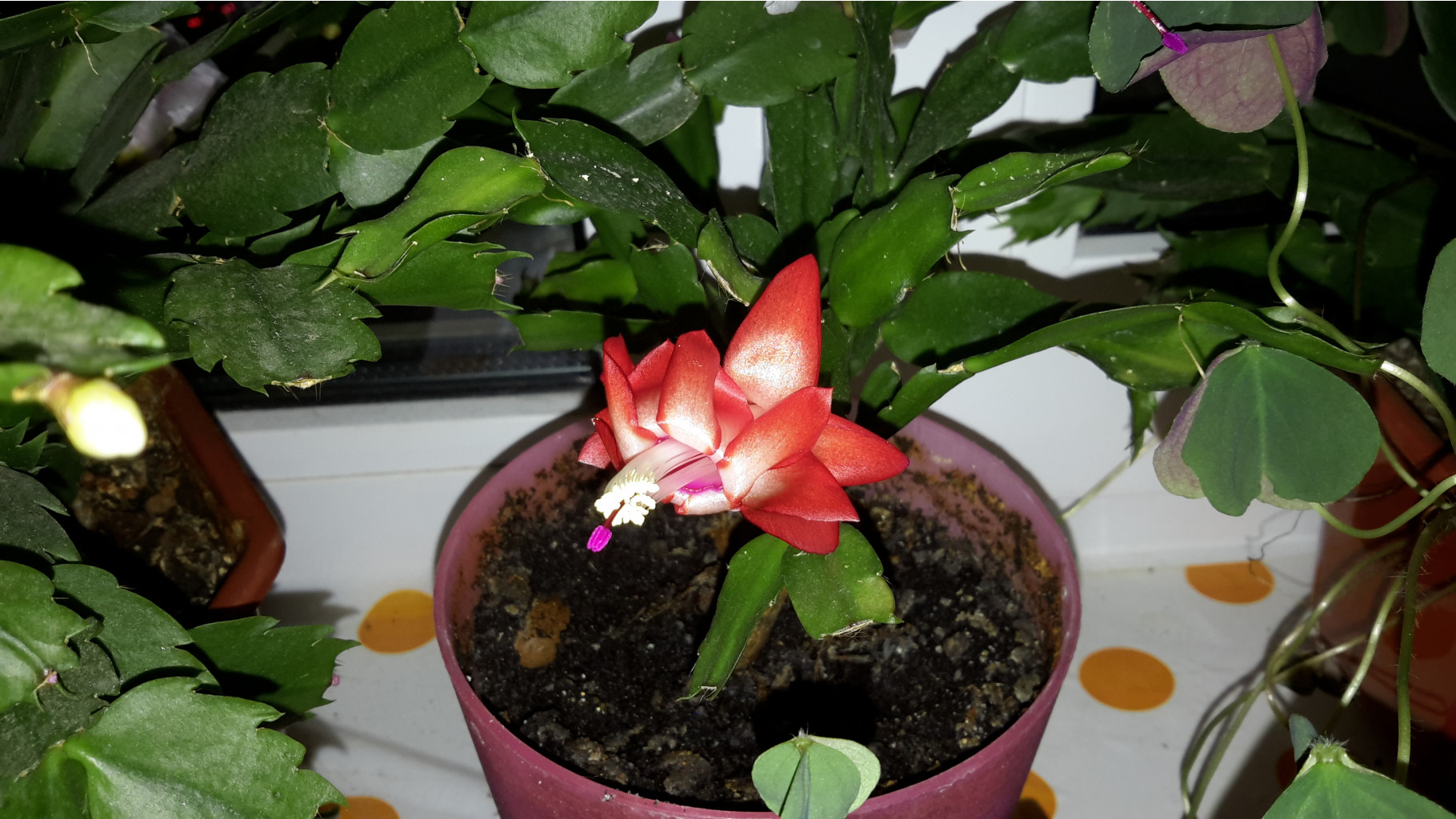 20141212_222726.jpg