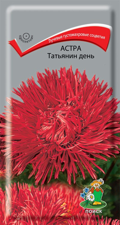 Астра Татьянин День.jpg