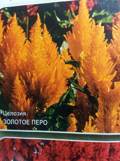 целозия золотое перо 15 руб 6 штук.jpg