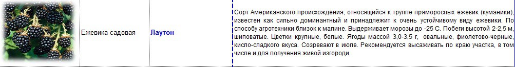 ежевика лаутон.jpg