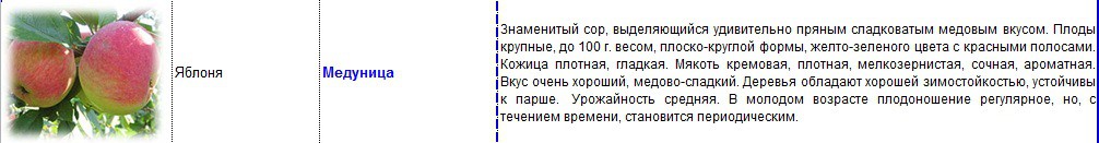 яблоня медуница.jpg