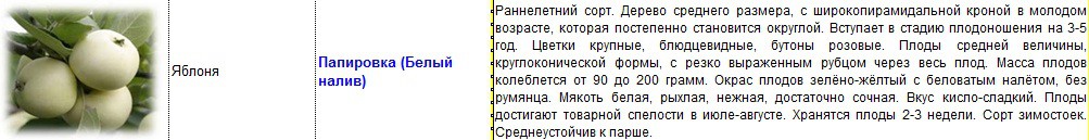 яблоня папировка-белый налив.jpg