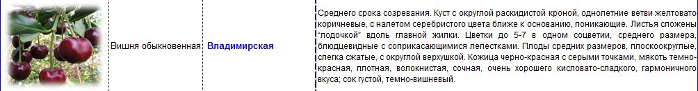 вишня владимирская.jpg