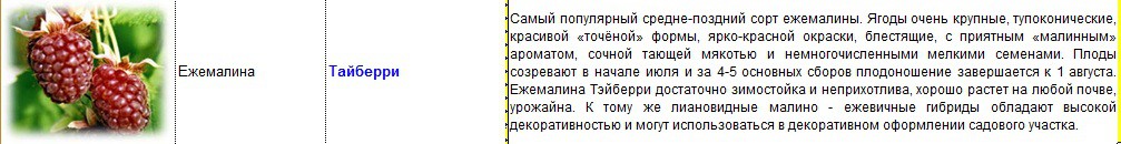ежемалина тайберри.jpg