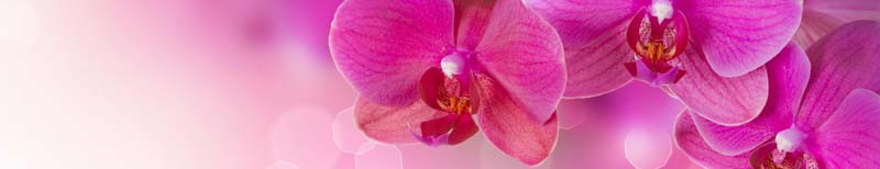 lambreken-orchids-violet.jpg