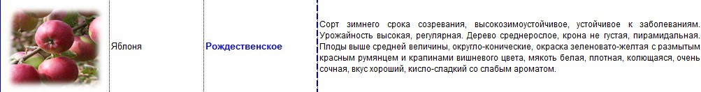 яблоня рождественское.jpg