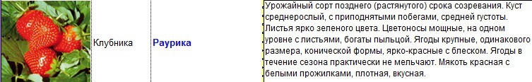 раурика.jpg