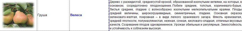 груша велеса.jpg