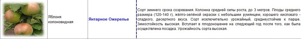 яблоня колоновидная янтарное ожерелье.jpg