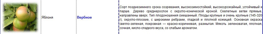 яблоня вербное.jpg