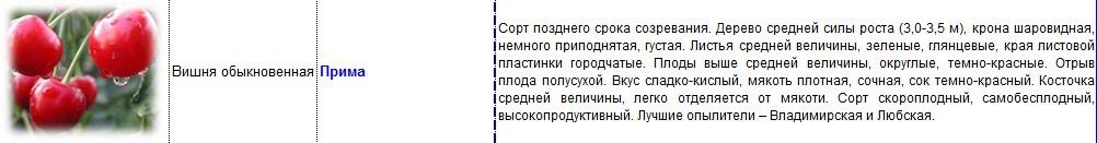 вишня прима.jpg