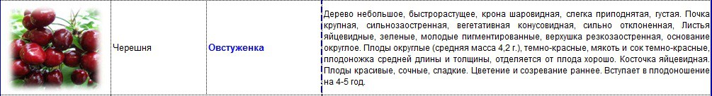 черешня овстуженка.jpg