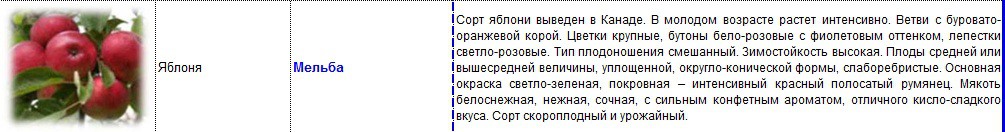 яблоня мельба.jpg