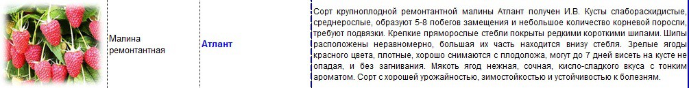 малина атлант.jpg