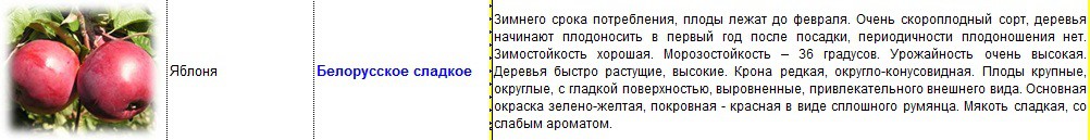 яблоня белорусское сладкое.jpg