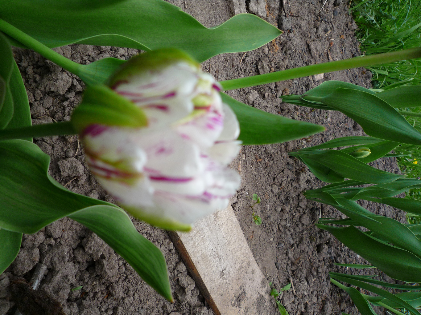 P1050627.JPG