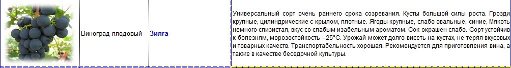виноград плодовый зилга.jpg