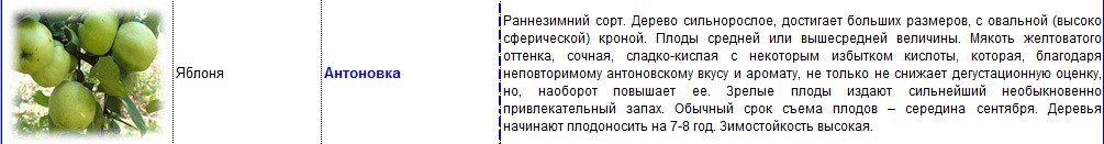 яблоня антоновка.jpg