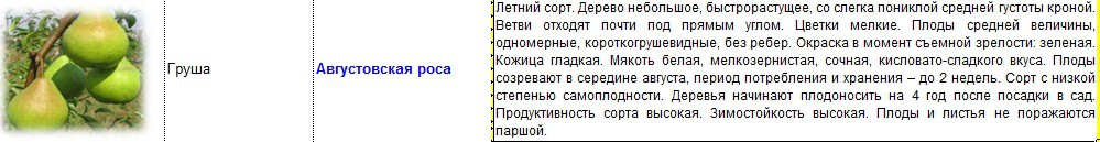 груша августовская роса.jpg