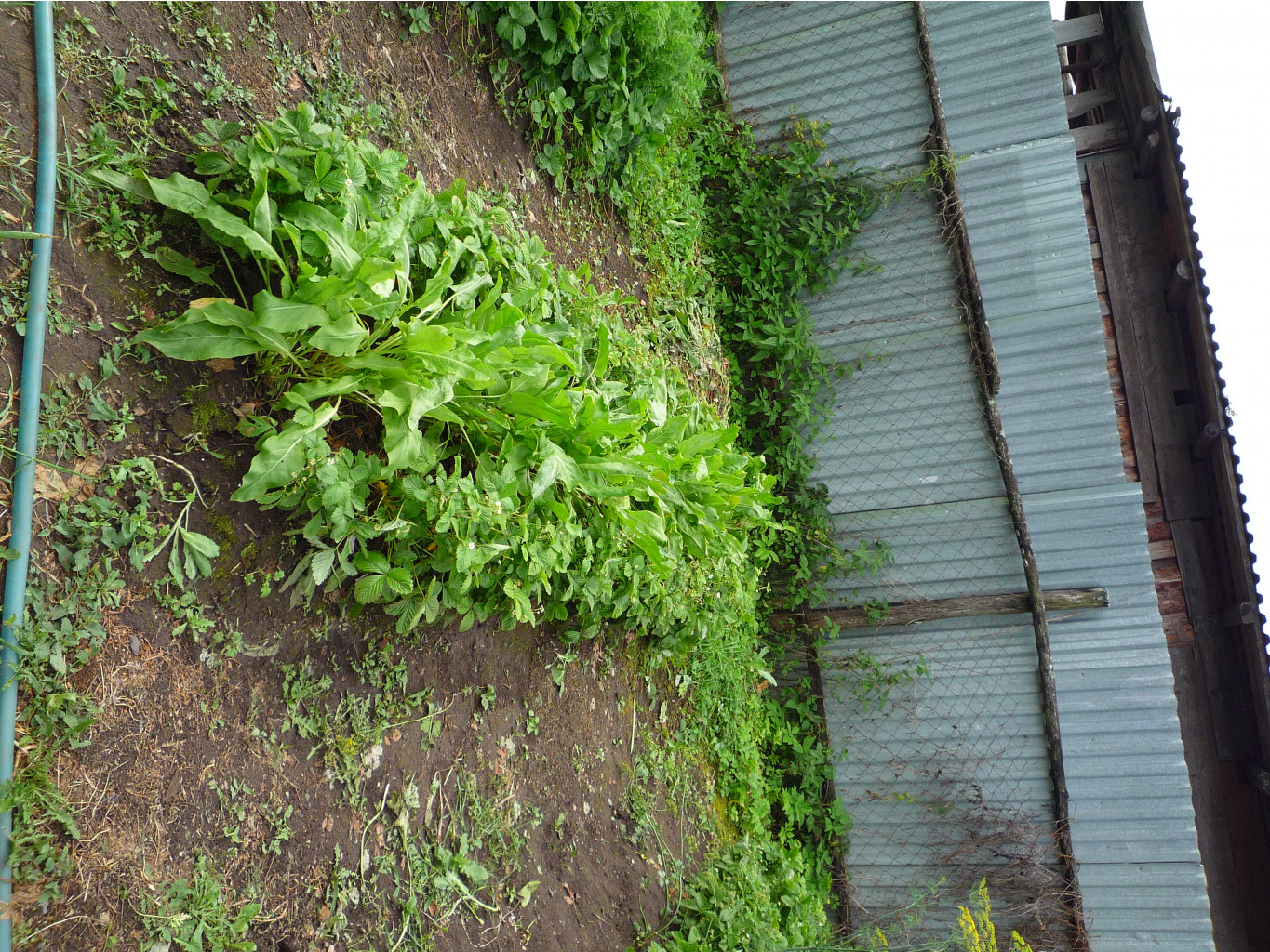 P1050740.JPG