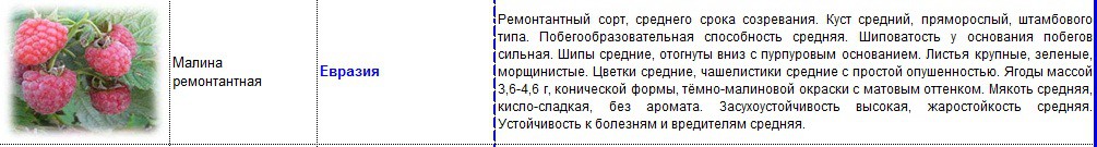 малина ремонтантная евразия.jpg