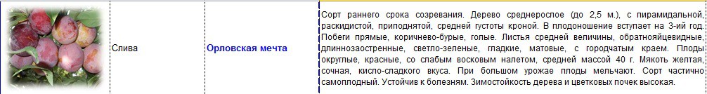 слива орловская мечта.jpg