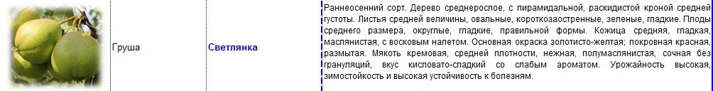 груша светлянка.jpg