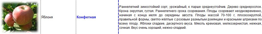 яблоня конфетная.jpg