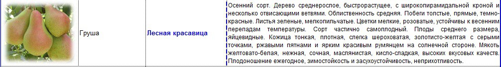 груша лесная красавица.jpg
