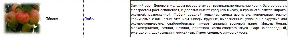 яблоня лобо.jpg