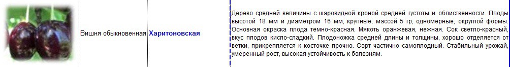 вишня харитоновская.jpg
