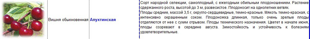 вишня апухтинская.jpg