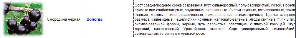 смородина черная вологда.jpg