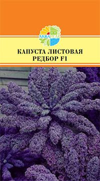 КАПУСТА ЛИСТОВАЯ РЕДБОР F1_25,00+%